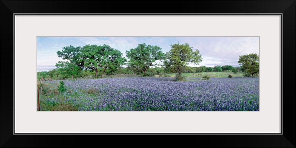 Panoramic photograph shows an open landscape filled with an abundance of colorful flowers.  At the edge of the flowers in ...
