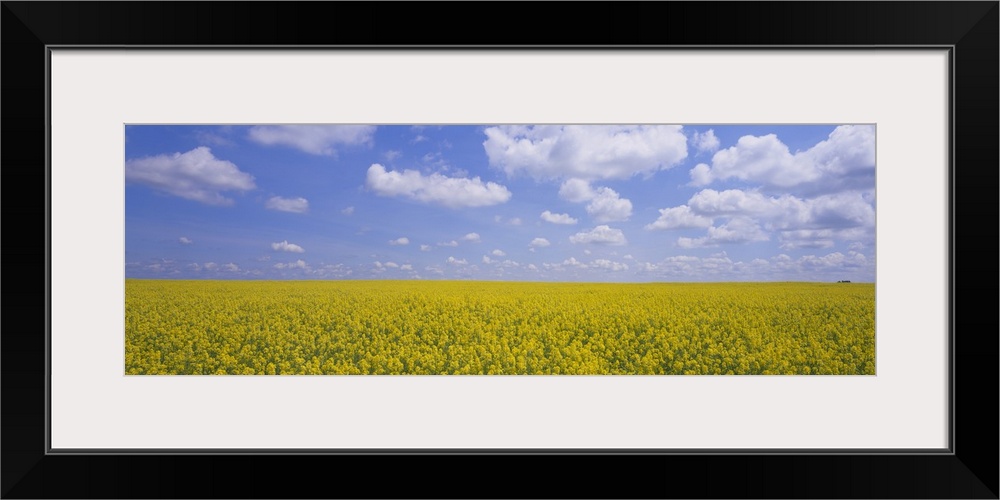 Field of canola plants, Cardston, Alberta, Canada