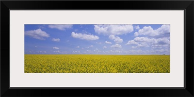 Field of canola plants, Cardston, Alberta, Canada