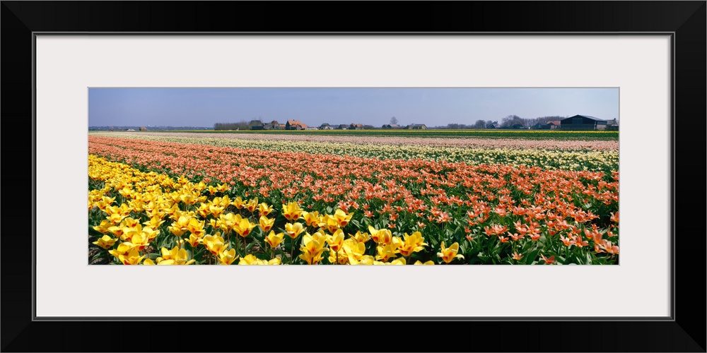 Field of Flowers Egmond Netherlands