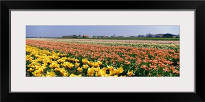 Field of Flowers Egmond Netherlands