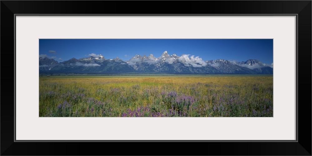 Field of flowers, Grand Teton National Park, Wyoming