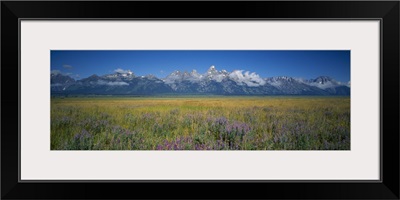 Field of flowers, Grand Teton National Park, Wyoming