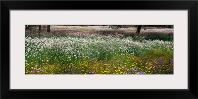 Field of Flowers Kings Park Perth Australia