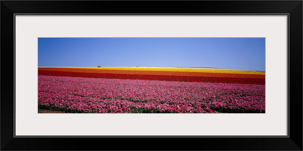 Field of Flowers, near Encinitas, California