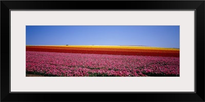 Field of Flowers, near Encinitas, California