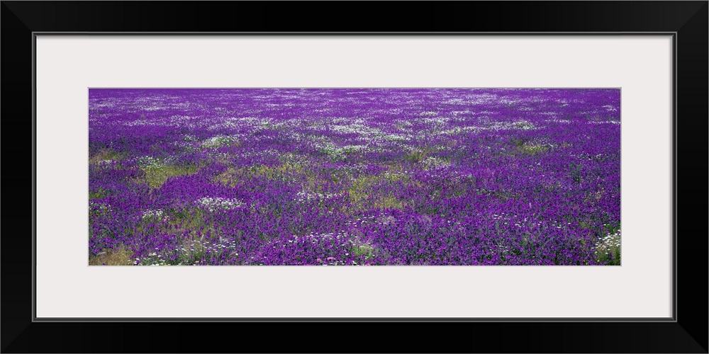 Panoramic photograph on a big wall hanging of a vast field of purple wildflowers in Planicies, Portugal.