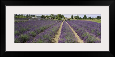 Field of lavender, Jardin Du Soleil, Sequim, Clallam County, Washington State