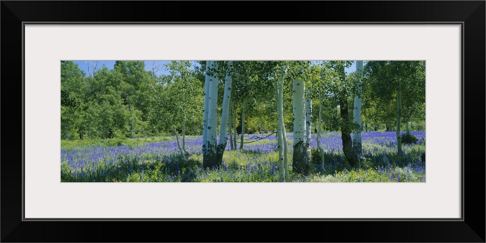 A vast field is filled with purple flowers and has aspen trees grouped together on the right side of the picture.