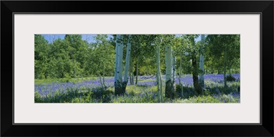 Field of lupine and aspen trees, Wasatch Plateau, Utah