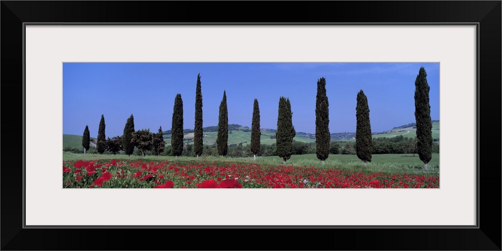 Oversized horizontal photograph of a row of cypress trees, growing behind a poppy field.  Hills in the distant background,...