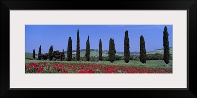 Field of Poppies and Cypresses in a Row Tuscany Italy