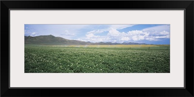 Field of potato crops, Idaho