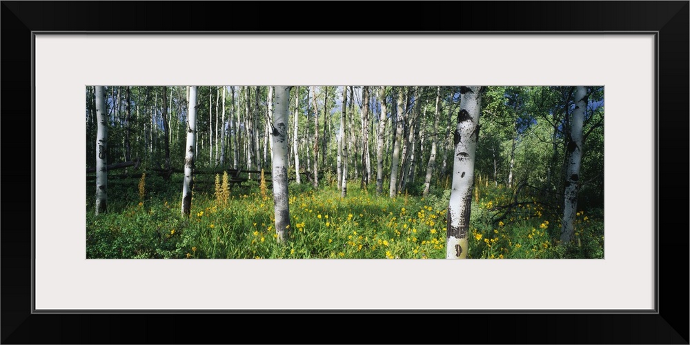 Panoramic photograph of forest with wooden fence running through it and thick lush undergrowth.