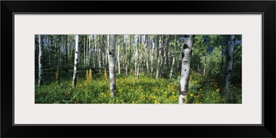 Field of Rocky Mountain Aspens