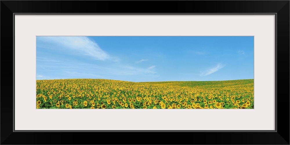 Field of sunflower with blue sky