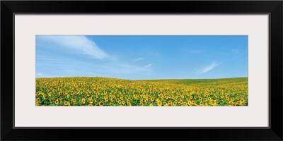 Field of sunflower with blue sky