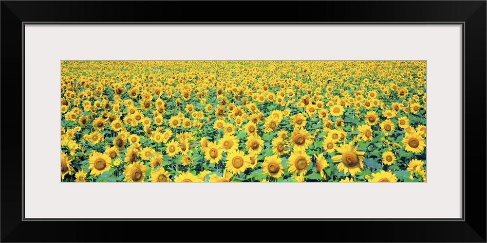 Field of Sunflowers