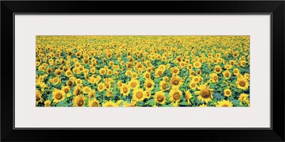 Field of Sunflowers