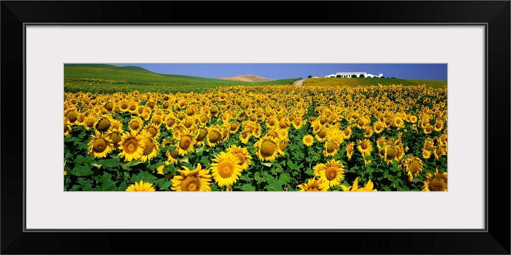 Field of Sunflowers near Cordoba Andalusia Spain