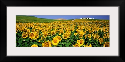 Field of Sunflowers near Cordoba Andalusia Spain