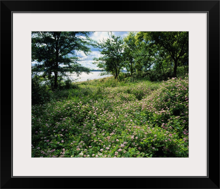 Field of wild clover blooming beside Saylorville Lake, Iowa