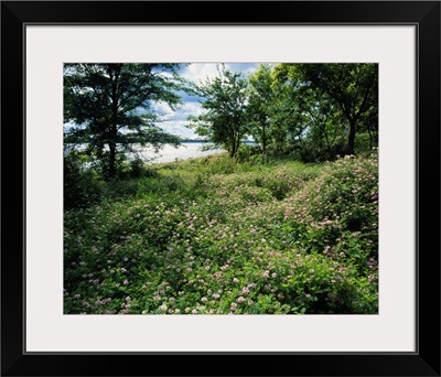 Field of wild clover blooming beside Saylorville Lake, Iowa