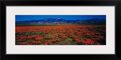 Field Poppy Flowers Antelope Valley CA