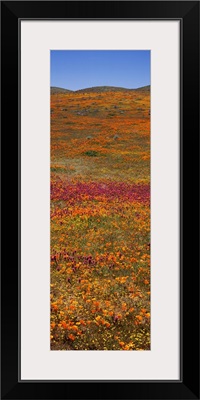 Field Poppy Reserve Mojave Desert CA