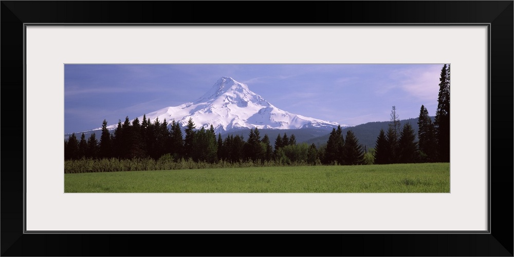 Field with a snowcapped mountain in the background, Mt Hood, Oregon,