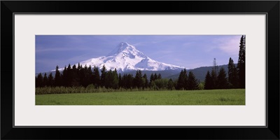 Field with a snowcapped mountain in the background, Mt Hood, Oregon,