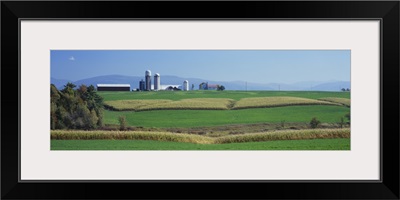 Fields Of Corn And Alfalfa On A Landscape, Vergennes, Vermont