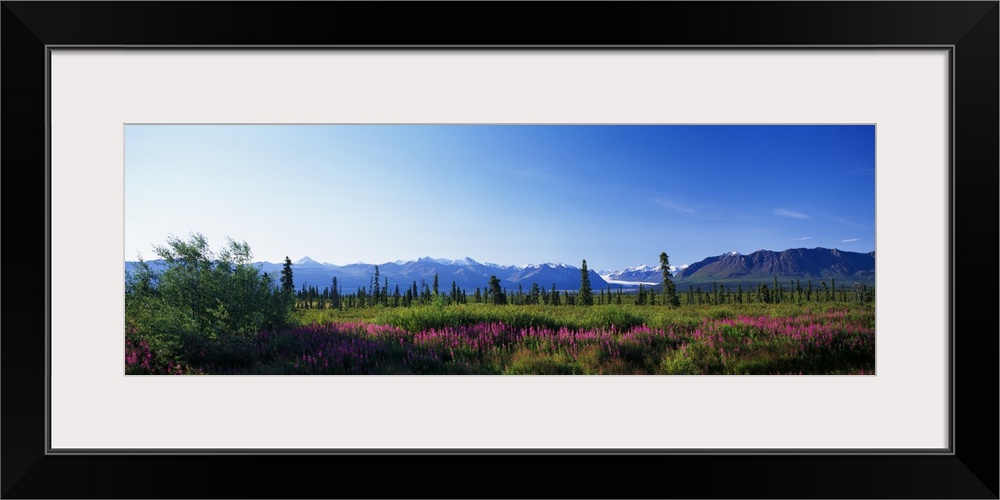 Fireweed flowers (Epilobium latifolium) in bloom, distant Chugach Mountains, summer, Alaska