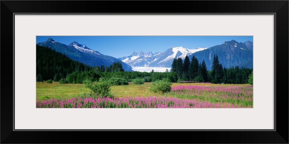 Fireweed Mendenhall Glacier Juneau AK