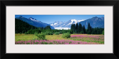 Fireweed Mendenhall Glacier Juneau AK