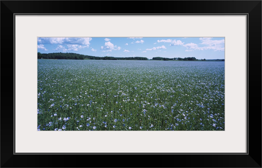 Flax (Linum usitatissimum) growing in a field, Vanso, Sodermanland, Sweden