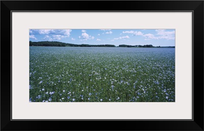 Flax (Linum usitatissimum) growing in a field, Vanso, Sodermanland, Sweden