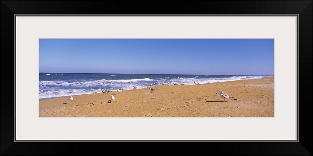 Flock of birds on the beach, Flagler Beach, Florida