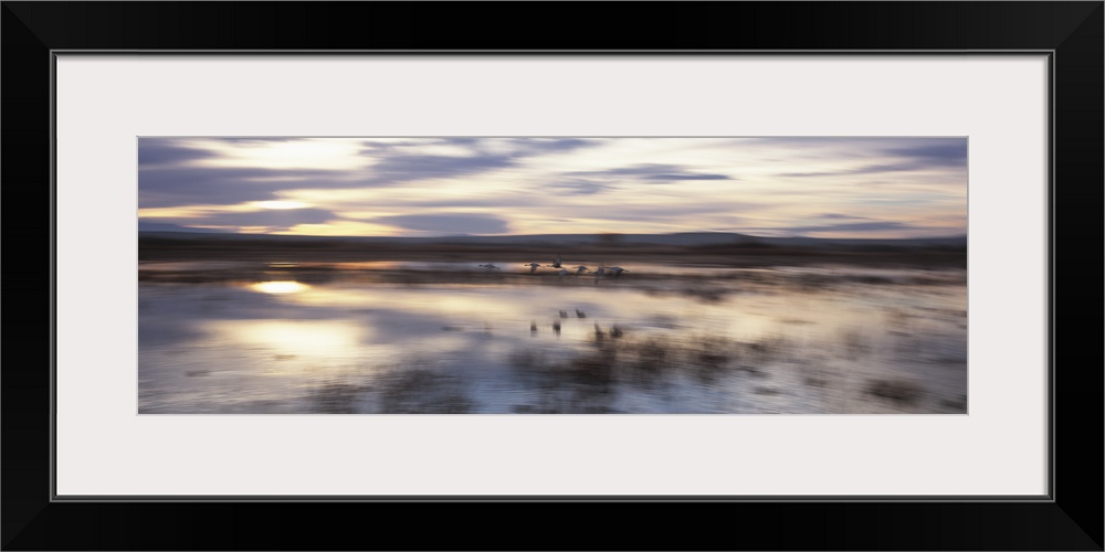 Flock of Sandhill cranes flying over water, Bosque Del Apache National Wildlife Reserve, New Mexico