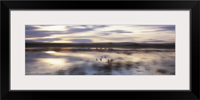 Flock of Sandhill cranes flying over water, Bosque Del Apache National Wildlife Reserve, New Mexico