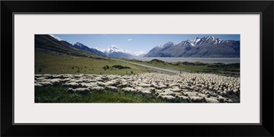 Flock of sheep in a field, Lake Pukaki, Glentanner Station, Mt Cook, Mt Cook National Park, South Island, New Zealand