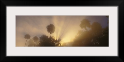 Florida, Halls River, View of sunlight spilling over palm trees