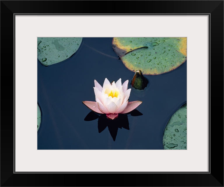 Photograph of a lily flower and lily pads upon the water in Japan.