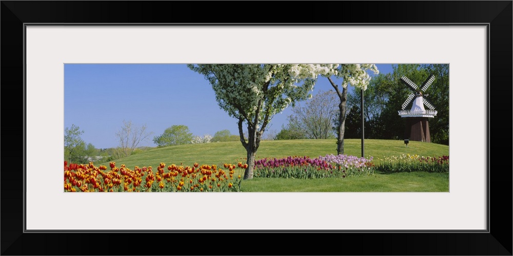 Various colored tulips and flowering trees are pictured to the left of a small windmill.