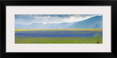 Flowering plants with mountain range, Piani di Castelluccio, Castelluccio, Umbria, Italy