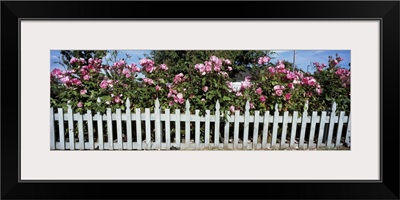 Flowering Roses behind a fence, Coupeville, Island County, Washington State