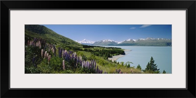 Flowers blooming at the lakeside, Lake Pukaki, Mt Cook, Mt Cook National Park, South Island, New Zealand