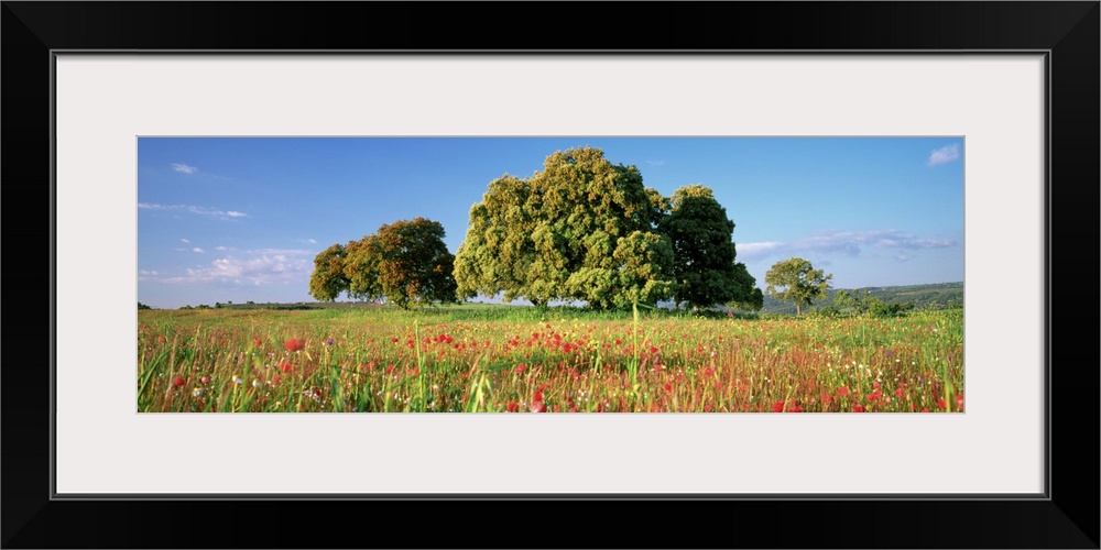 Flowers in a field, Andalusia, Spain