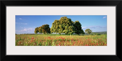 Flowers in a field, Andalusia, Spain