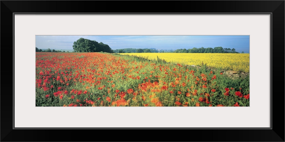 Wide angle photograph taken of a large field that is filled with red and yellow flowers.